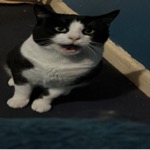 Tucker Yawn